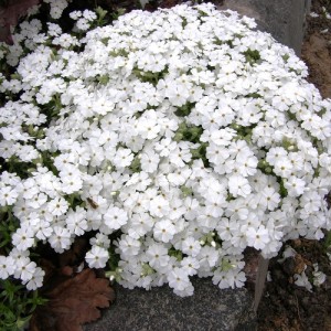 Флокс шиловидный белый (P.subulata "Maischnee")